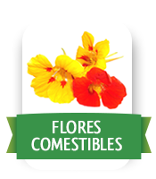 Flores comestibles