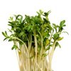 Germinados