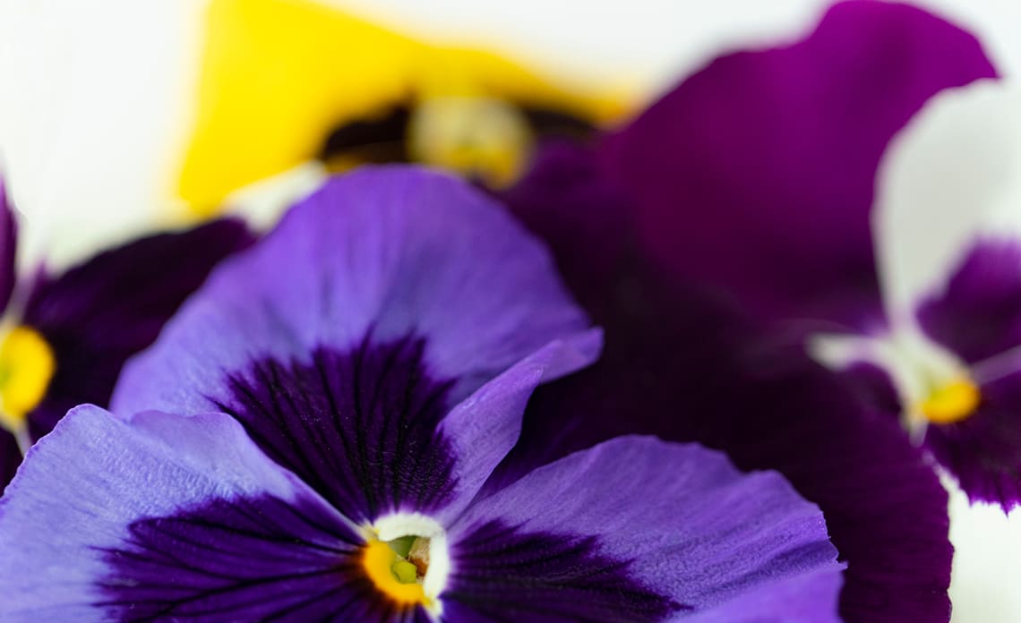 Almacenamiento de Germinados y Flores Comestibles - BIO BIO S.A.S