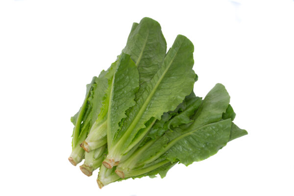 LECHUGA ROMANA