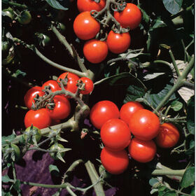 TOMATE CHERRY - Imagen 3