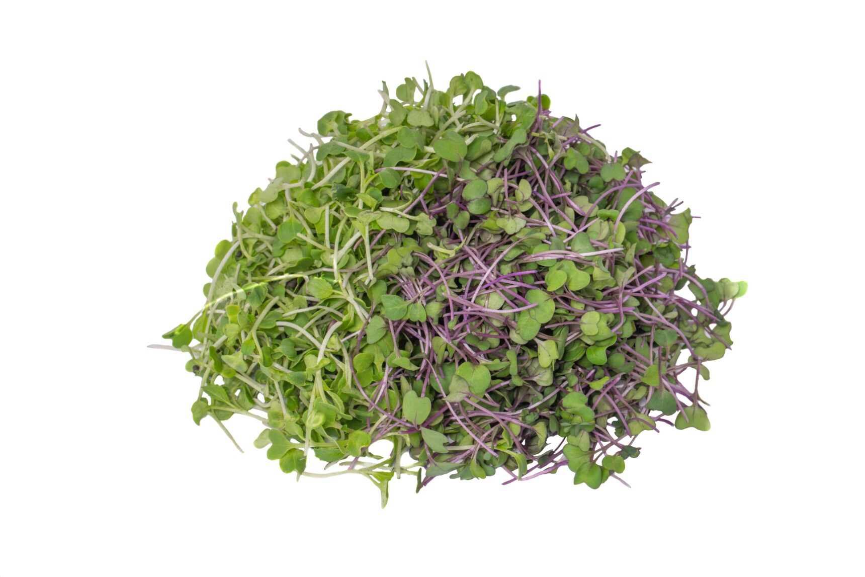 GERMINADO MIXTO (2 VARIEDADES)