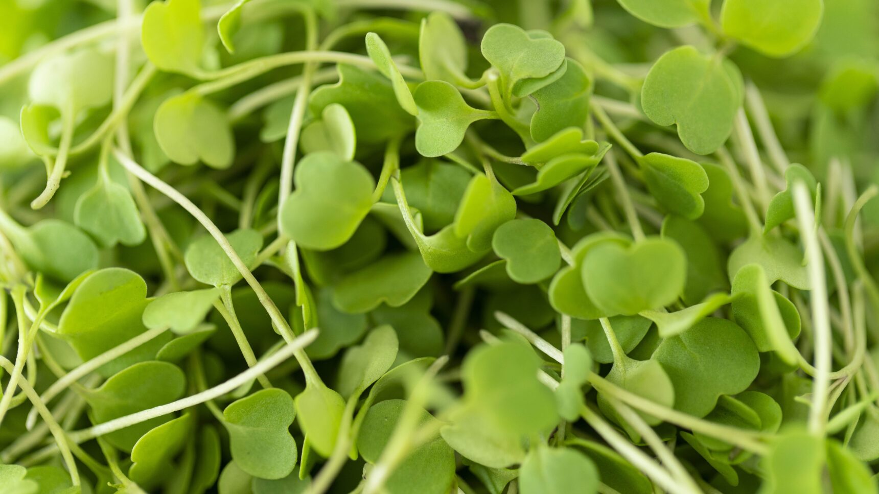 GERMINADO RÚGULA - Imagen 2