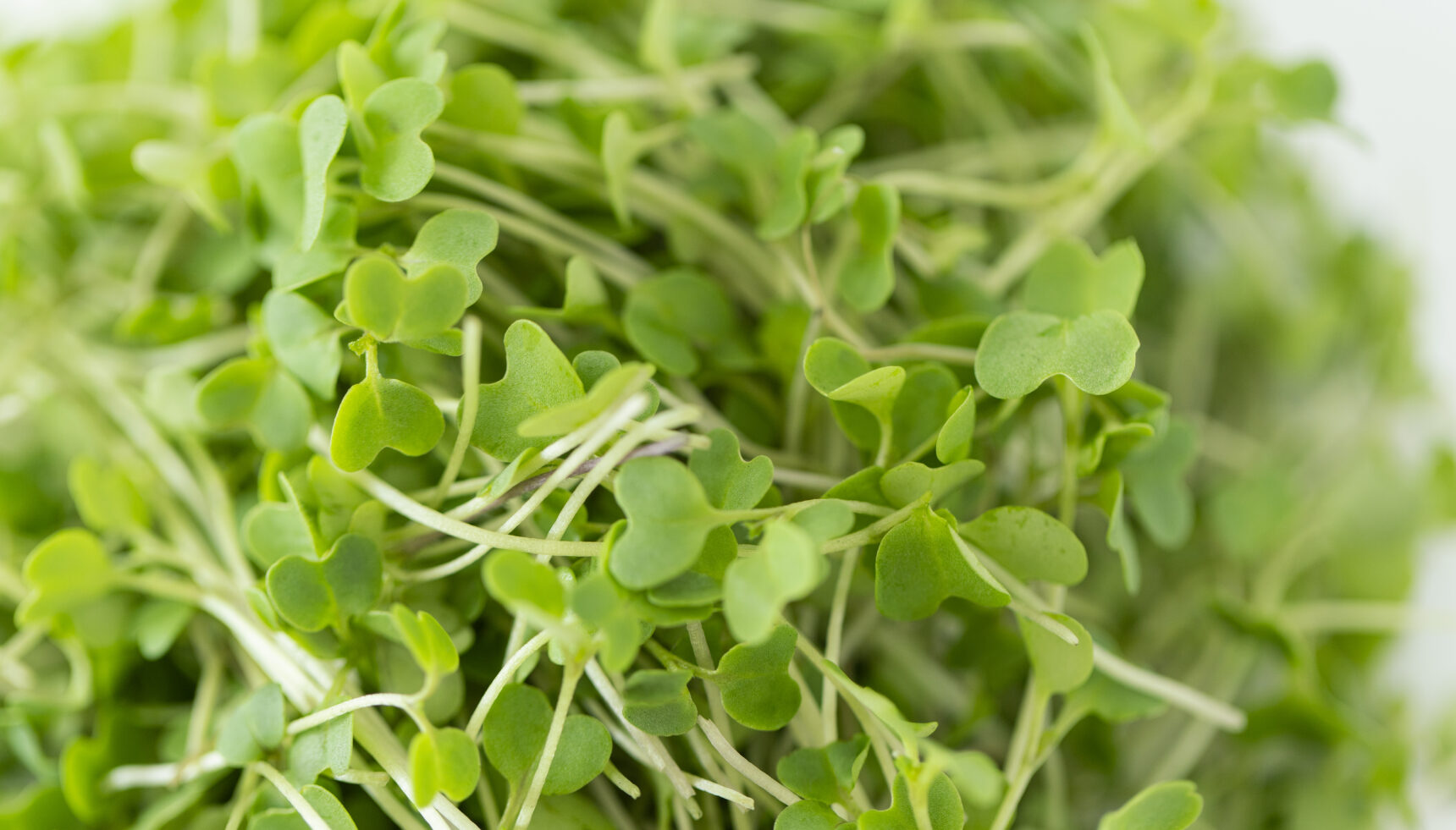 GERMINADO RÚGULA - Imagen 3