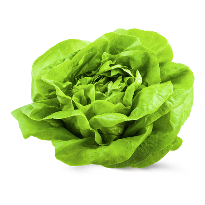 LECHUGA MANTEQUILLA